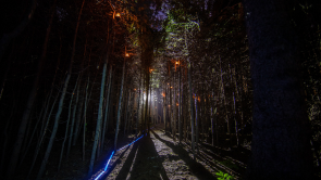 URA projection forêt