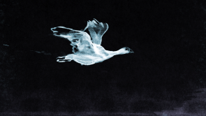 GOOSE_flySideLoop2
